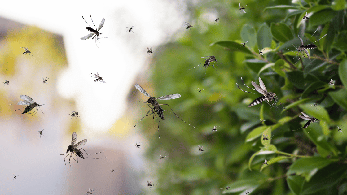 Featured image for “Prevenzione zanzare giardino”
