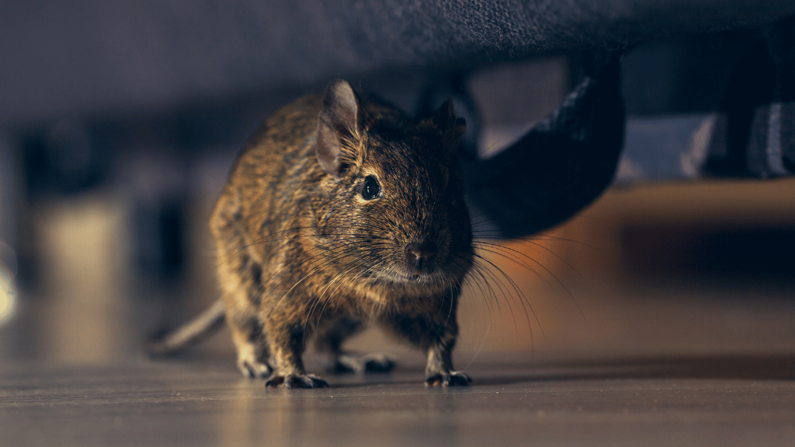 Featured image for “Come eliminare i topi in casa”